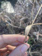 Elymus riparius