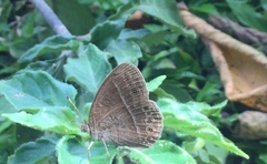 Mycalesis janardana