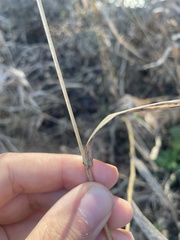 Elymus riparius