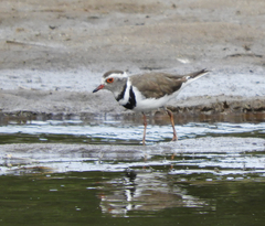 Charadrius tricollaris