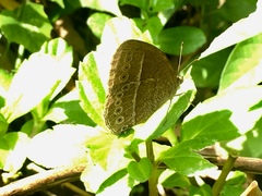 Mycalesis janardana