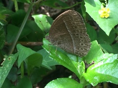 Mycalesis janardana