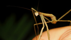 Tenodera blanchardi