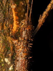 Dimorphodes mancus