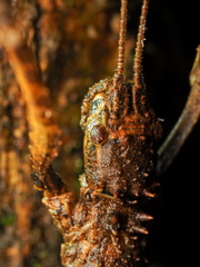 Dimorphodes mancus