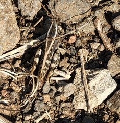 Calliptamus barbarus