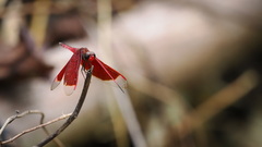 Neurothemis ramburii
