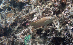 Cephalopholis urodeta