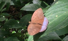Tanaecia julii bougainvillei