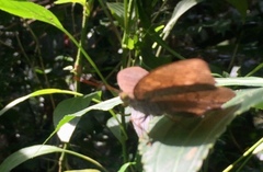 Tanaecia julii bougainvillei