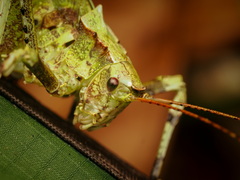 Eumecopoda moluccarum