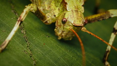 Eumecopoda moluccarum