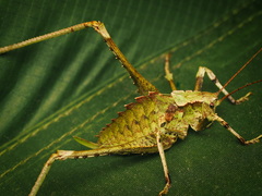 Eumecopoda moluccarum