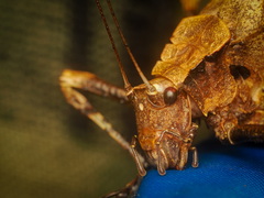 Eumecopoda moluccarum