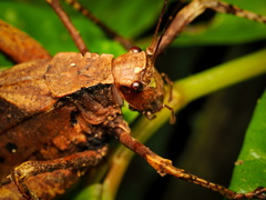 Eumecopoda moluccarum