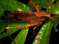 Eumecopoda moluccarum