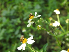 Palpada vinetorum