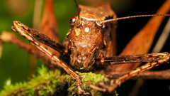 Eumecopoda moluccarum