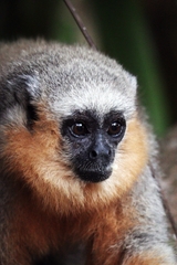 Plecturocebus moloch