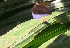 Tanaecia iapis puseda