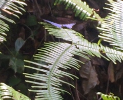 Tanaecia iapis puseda