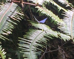 Tanaecia iapis puseda