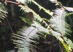 Tanaecia iapis puseda