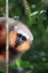 Plecturocebus moloch