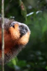 Plecturocebus moloch