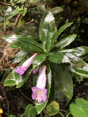 Lysionotus pauciflorus