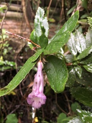 Lysionotus pauciflorus