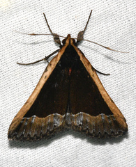 Gizama midasalis