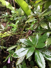 Lysionotus pauciflorus