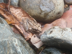 Pelodryadidae