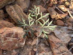 Pelargonium luteolum