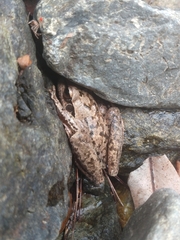 Pelodryadidae