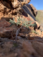 Pelargonium luteolum