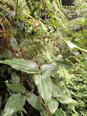 Clematis leschenaultiana