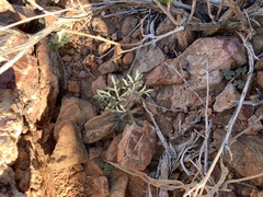 Pelargonium luteolum