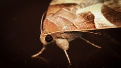 Poaphilini