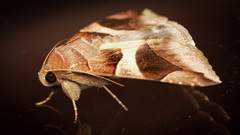 Poaphilini