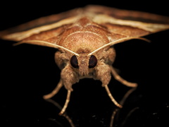 Poaphilini