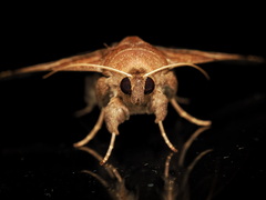 Poaphilini