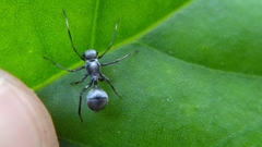 Sphecotypus