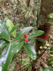 Wikstroemia taiwanensis
