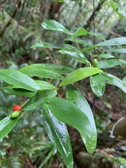 Wikstroemia taiwanensis
