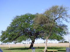 Prosopis alba