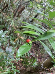 Wikstroemia taiwanensis
