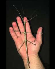 Cladomorphus phyllinus