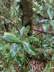 Wikstroemia taiwanensis